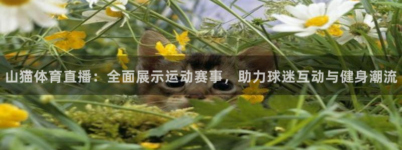 熊猫体育平台：山猫体育直播：全面展示运动赛事，助力球迷互动与健身潮流